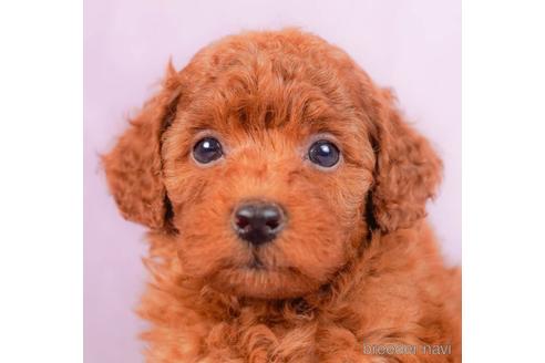 成約済の東京都のトイプードル-229064の1枚目