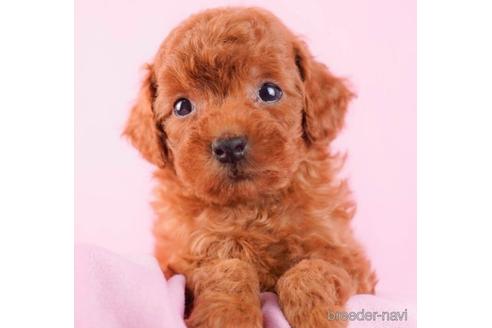 成約済の東京都のトイプードル-229065の1枚目