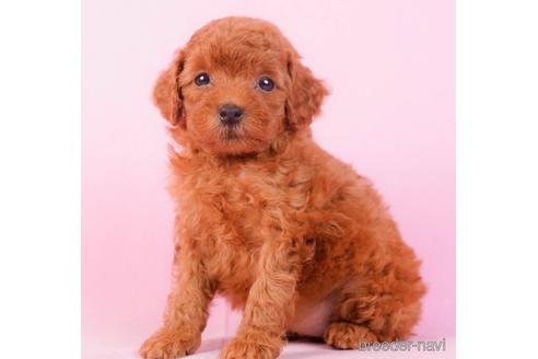 成約済の東京都のトイプードル-229065の3枚目