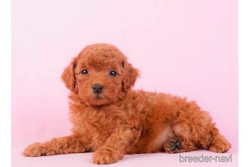 成約済の東京都のトイプードル-229065の4枚目