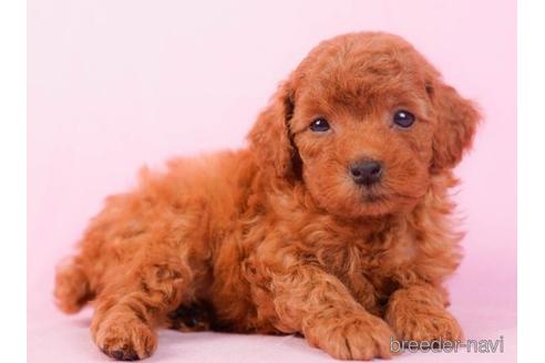 成約済の東京都のトイプードル-229065の5枚目