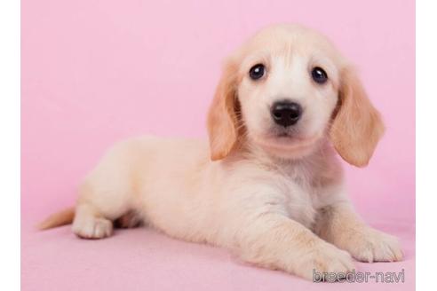 成約済の東京都のミニチュアダックスフンド(ロングヘアード)-229066の5枚目