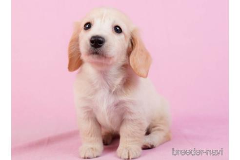 成約済の東京都のミニチュアダックスフンド(ロングヘアード)-229066の3枚目