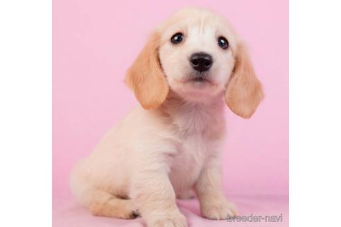 成約済の東京都のミニチュアダックスフンド(ロングヘアード)-229066の2枚目