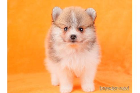 成約済の東京都のポメラニアン-229067の3枚目