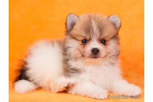 成約済の東京都のポメラニアン-229067の2枚目