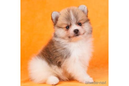 成約済の東京都のポメラニアン-229067の5枚目