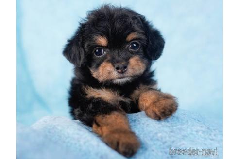 成約済の東京都のチワプー:チワワ×トイプードル-229068の2枚目