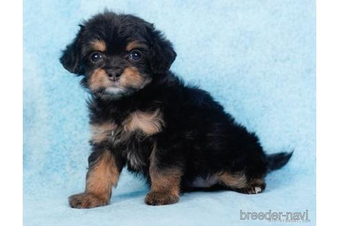 成約済の東京都のチワプー:チワワ×トイプードル-229068の3枚目