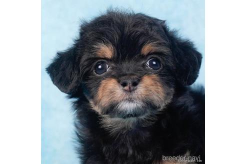 成約済の東京都のチワプー:チワワ×トイプードル-229068の5枚目