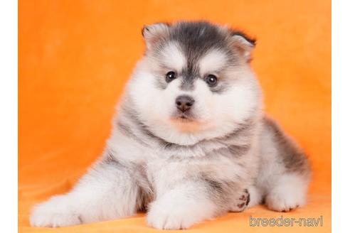 成約済の東京都のミックス犬-229073の3枚目