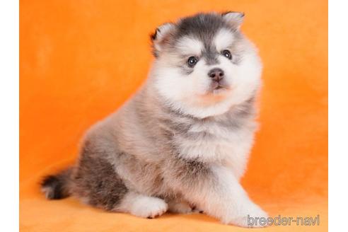 成約済の東京都のミックス犬-229073の4枚目