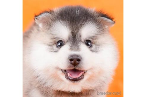 成約済の東京都のミックス犬-229073の5枚目