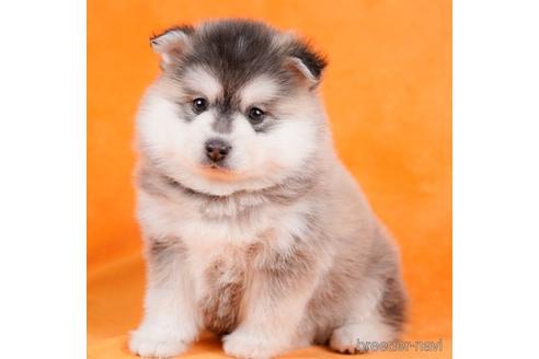 成約済の東京都のミックス犬-229073の1枚目