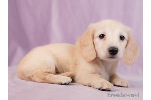 成約済の東京都のミニチュアダックスフンド(ロングヘアード)-229075の5枚目