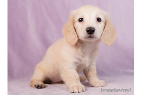 成約済の東京都のミニチュアダックスフンド(ロングヘアード)-229075の2枚目