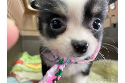 成約済の愛媛県のチワワ(ロングコート)-229152の2枚目