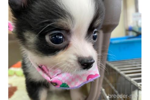 成約済の愛媛県のチワワ(ロングコート)-229152の3枚目