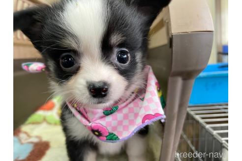 成約済の愛媛県のチワワ(ロングコート)-229152の4枚目