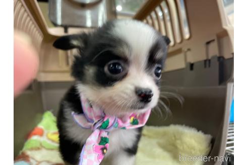 成約済の愛媛県のチワワ(ロングコート)-229152の5枚目