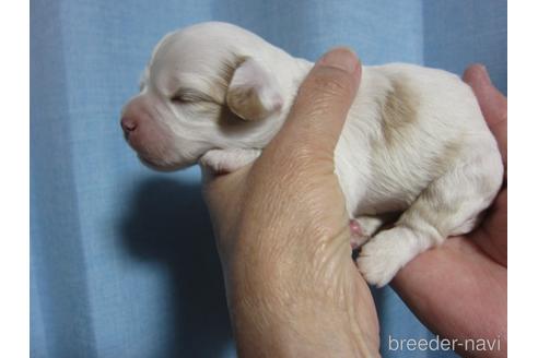 成約済の福岡県のミックス犬-229151の26枚目