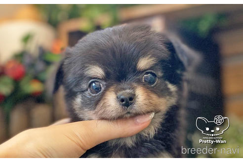 成約済の愛知県のチワワ(ロングコート)-229157の6枚目