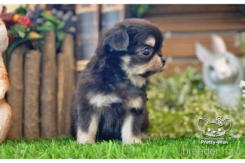 成約済の愛知県のチワワ(ロングコート)-229157の7枚目