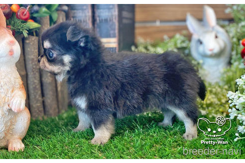 成約済の愛知県のチワワ(ロングコート)-229157の4枚目