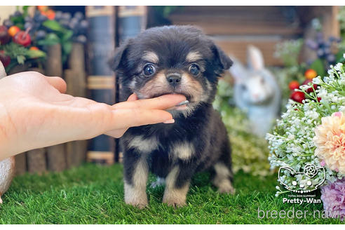 成約済の愛知県のチワワ(ロングコート)-229157の5枚目