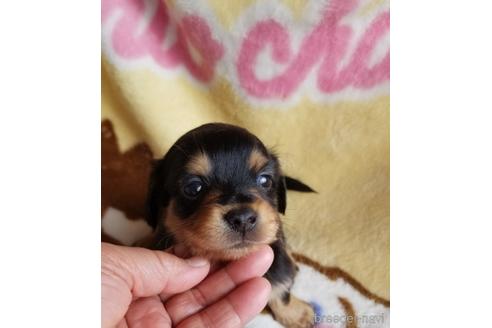 成約済の茨城県のチワックス:チワワ×ミニチュアダックスフンド-229167の1枚目