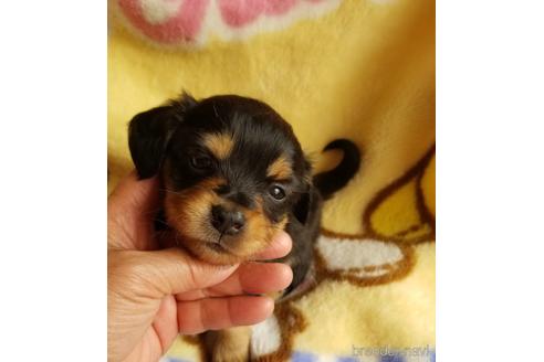 成約済の茨城県のチワックス:チワワ×ミニチュアダックスフンド-229167の2枚目