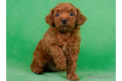 成約済の東京都のトイプードル-229222の5枚目