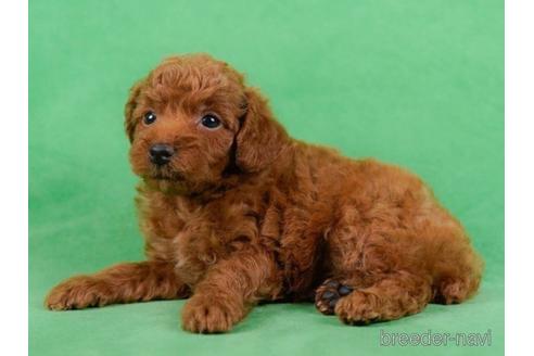 成約済の東京都のトイプードル-229222の3枚目