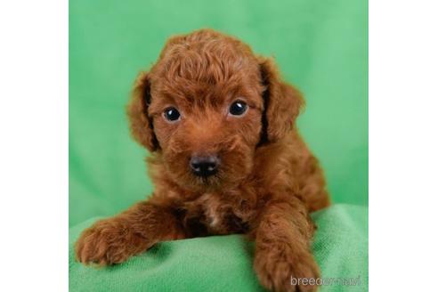 成約済の東京都のトイプードル-229222の4枚目