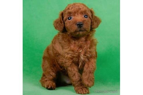 成約済の東京都のトイプードル-229222の1枚目