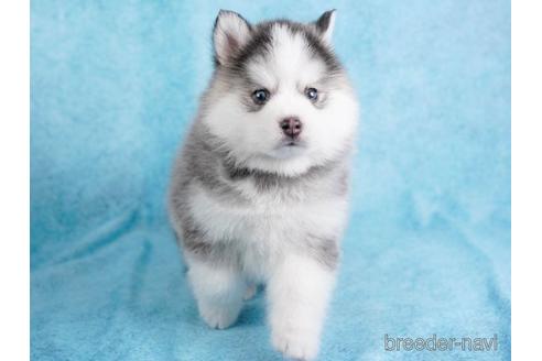 成約済の東京都のミックス犬-229223の4枚目