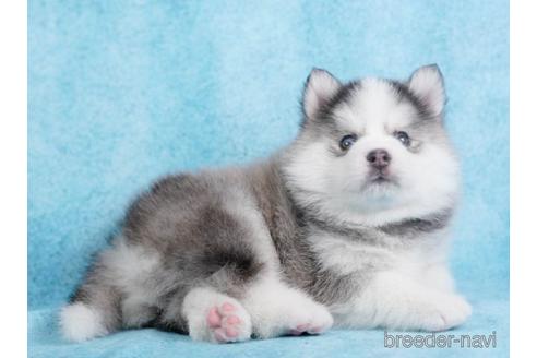 成約済の東京都のミックス犬-229223の5枚目