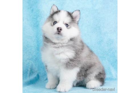 成約済の東京都のミックス犬-229223の3枚目