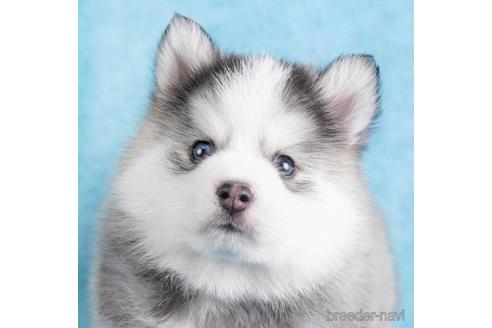 成約済の東京都のミックス犬-229223の1枚目