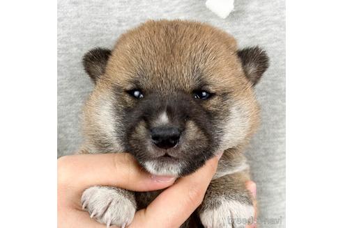 販売中の徳島県の柴犬-229249
