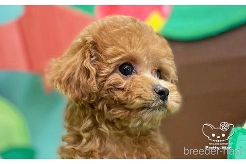 成約済の愛知県のトイプードル-224937の2枚目