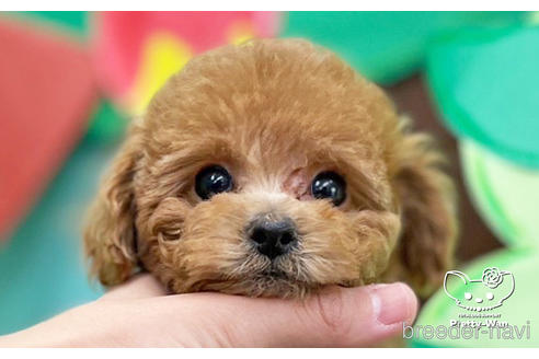 成約済の愛知県のトイプードル-224937