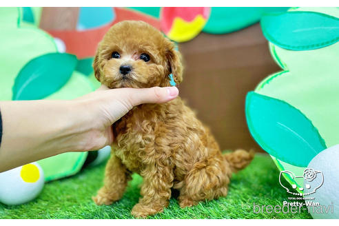 成約済の愛知県のトイプードル-224937の3枚目