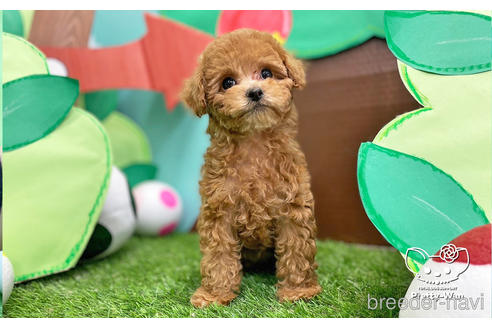 成約済の愛知県のトイプードル-224937の4枚目