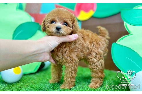 成約済の愛知県のトイプードル-224937の5枚目