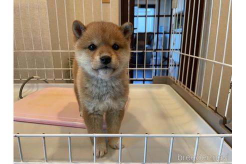 成約済の兵庫県の豆柴-229298の8枚目