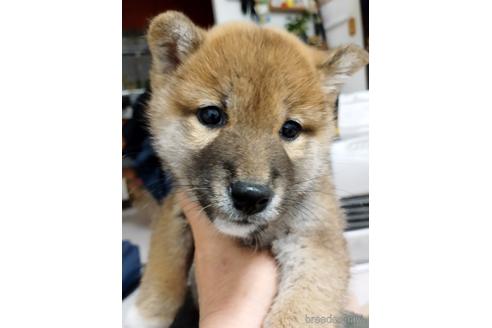 成約済の千葉県の柴犬-220040の1枚目