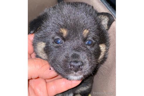 販売中の長野県の柴犬-225352