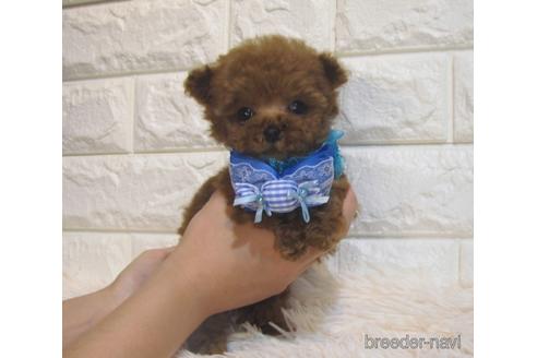 成約済の茨城県のトイプードル-229335の2枚目