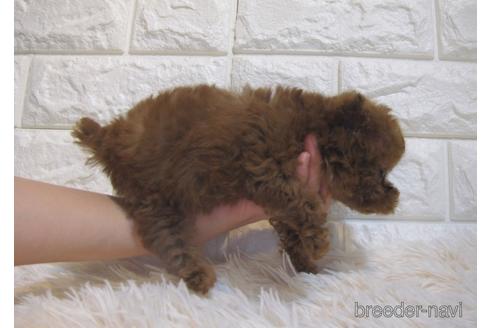 成約済の茨城県のトイプードル-229335の3枚目